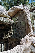 Ta Prohm temple - silk-cotton trees rising over the ruins 